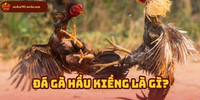 Tìm hiểu môn chơi của những chiến kê dũng mãnh